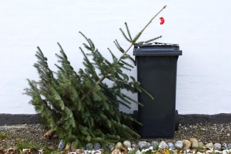 Zber vianočných stromčekov v meste Nová Baňa
